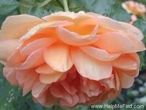 'Pat Austin ™' rose photo