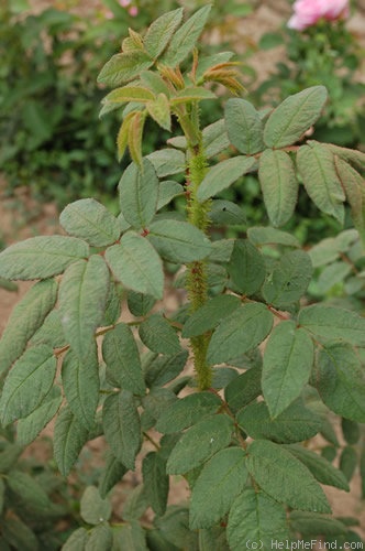 'Mousseux du Japon' rose photo