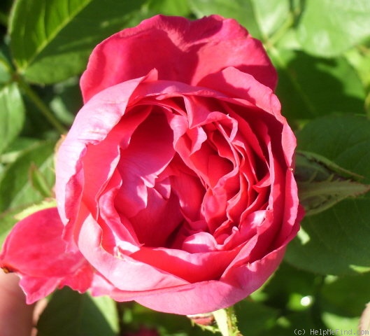 'Baron J.B. Gonella' rose photo