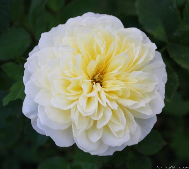 'The Pilgrim ®' rose photo