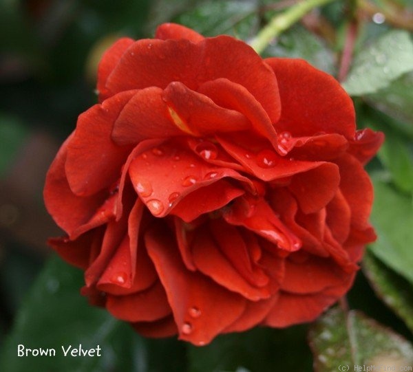 'Brown Velvet' rose photo