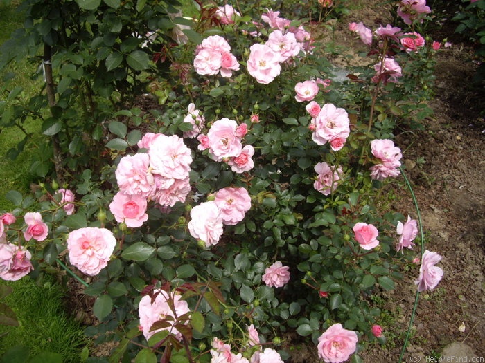 'Bonica ® (shrub, Meilland, 1975)' rose photo