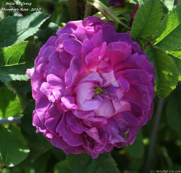 'Belle de Crécy (Gallica, Roeser, 1829)' rose photo