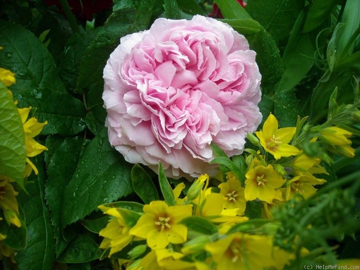 'Jacques Cartier' rose photo