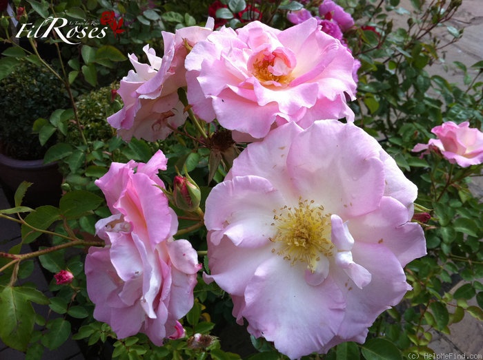 'Marinette (shrub, Austin, 1995)' rose photo