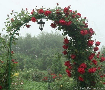 'Ena Harkness, Cl.' rose photo