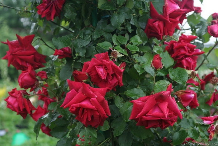 'Ena Harkness, Cl.' rose photo