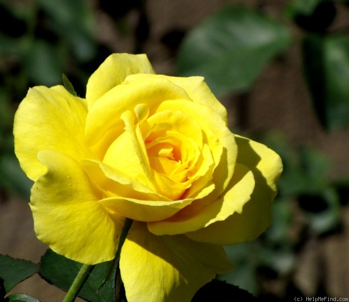 'Mellow Yellow ™ (hybrid tea, Carruth 2000)' rose photo