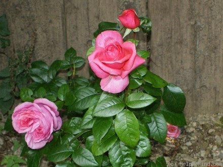 'Special Anniversary' rose photo