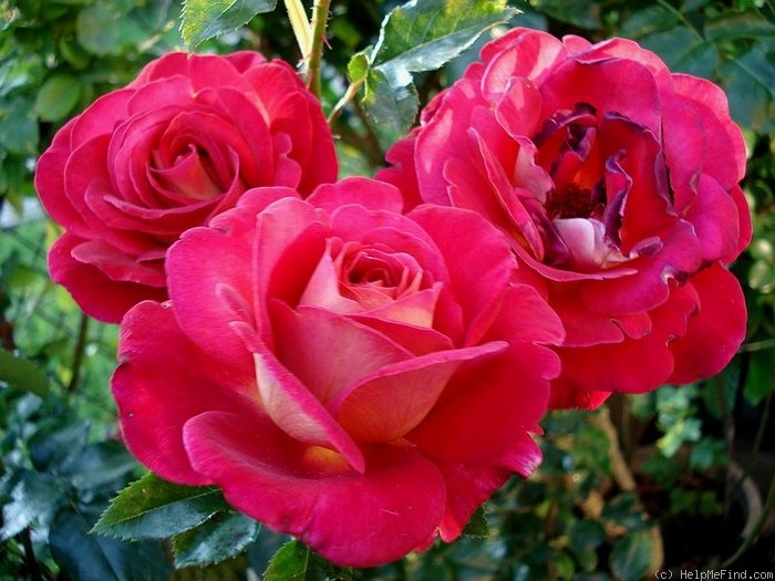 'Macha Méril ®' rose photo