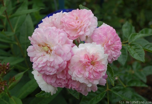 'Aristide Briand' rose photo