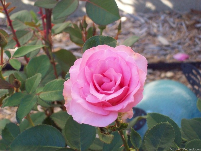 'Flawless ™' rose photo