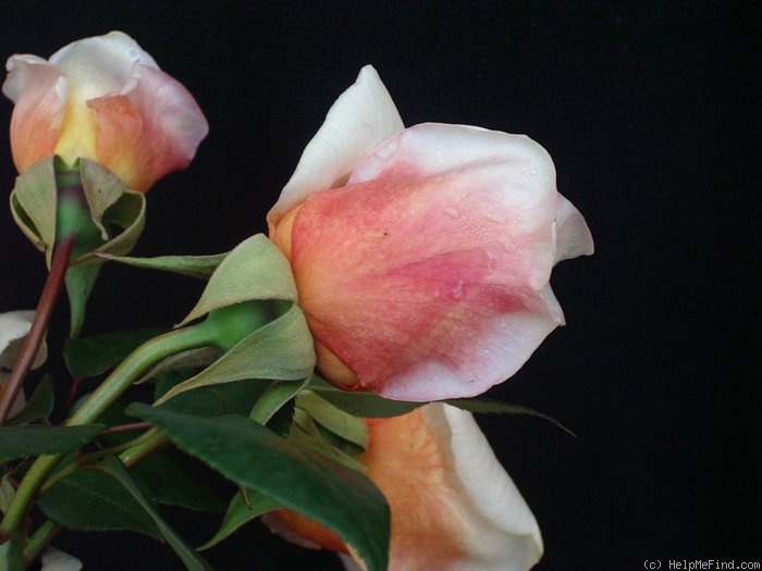 'Anna Olivier (tea, Ducher 1872)' rose photo