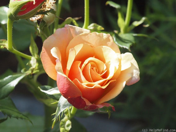'Belle Époque (hybrid tea, Fryer before 1993)' rose photo