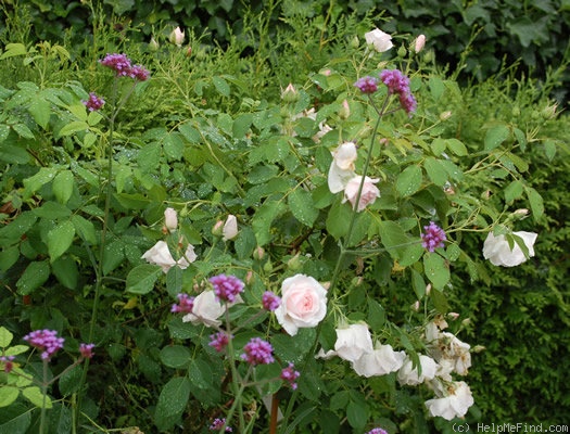 'Blanche Duranthon' rose photo