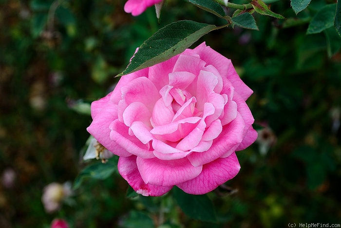 'Bijou de Royat-les-Bains' rose photo