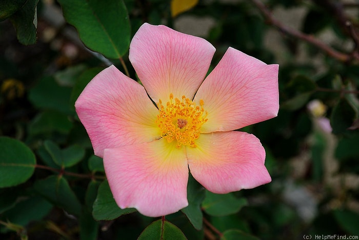 'Irish Elegance' rose photo