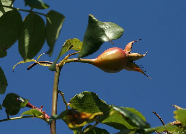 'Ena Harkness, Cl.' rose photo