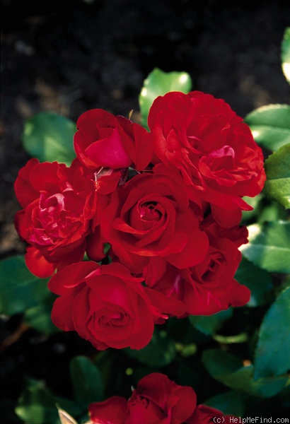 'Satchmo ®' rose photo