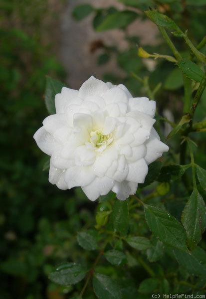 'Misty Dawn' rose photo