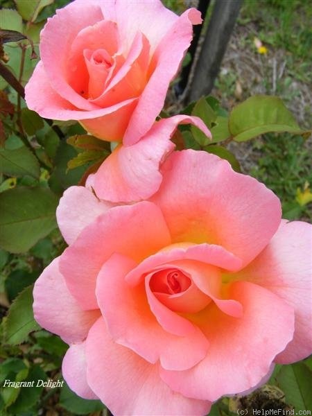 'Fragrant Delight ® (floribunda, Tysterman, 1978)' rose photo