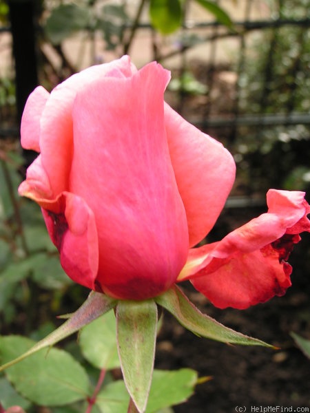 'Blessings' rose photo