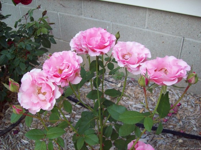 'Flawless ™' rose photo