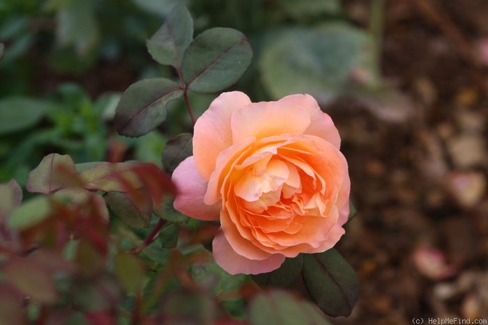 'Lady Emma Hamilton' rose photo
