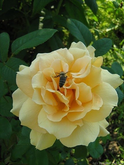 'Casanova (hybrid tea, McGredy, 1957)' rose photo