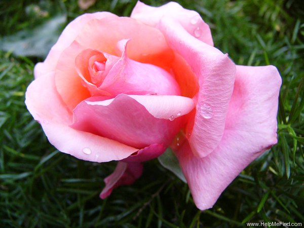 'Warm Wishes' rose photo