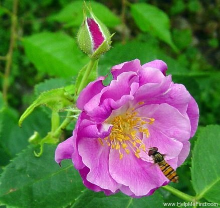 'Rhapsody in Blue ™' rose photo