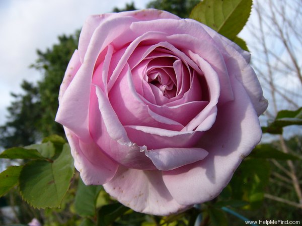 'Frederic Mistral ®' rose photo