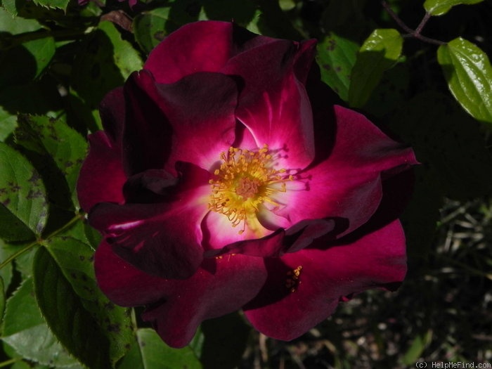 'Night Owl ™' rose photo