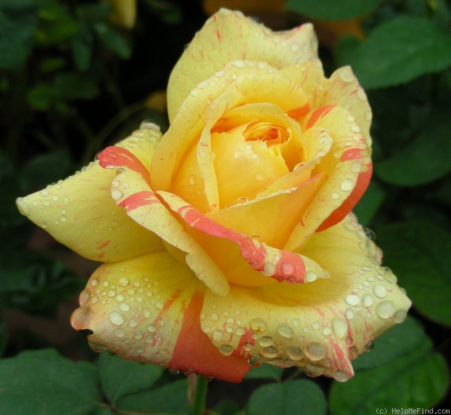 'Tropical Sunset ™ (hybrid tea, McGredy, 1988)' rose photo