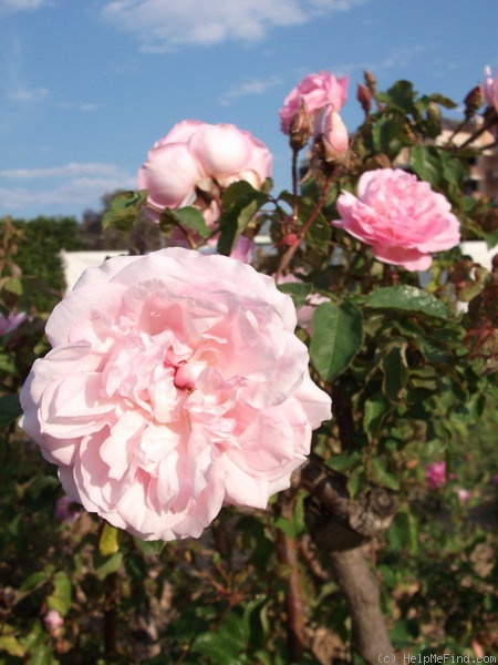 'Duchesse de Brabant' rose photo