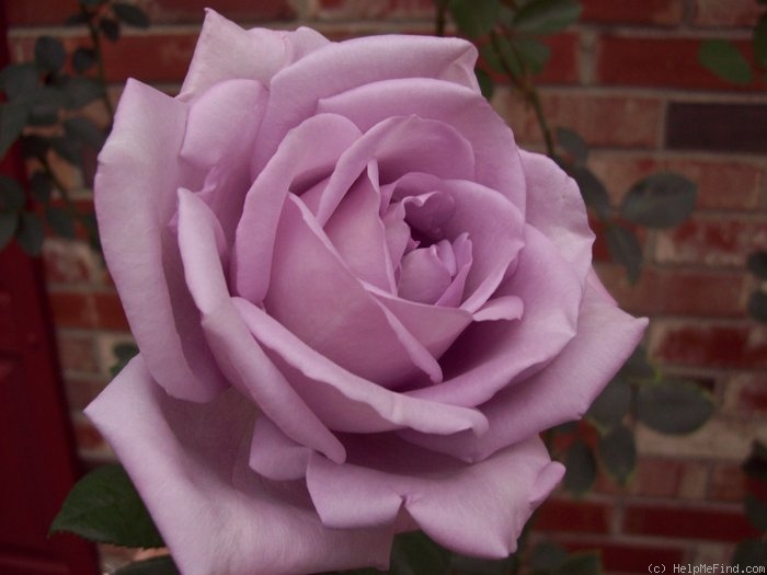 'Blue Girl (hybrid tea, Kordes, 1964)' rose photo