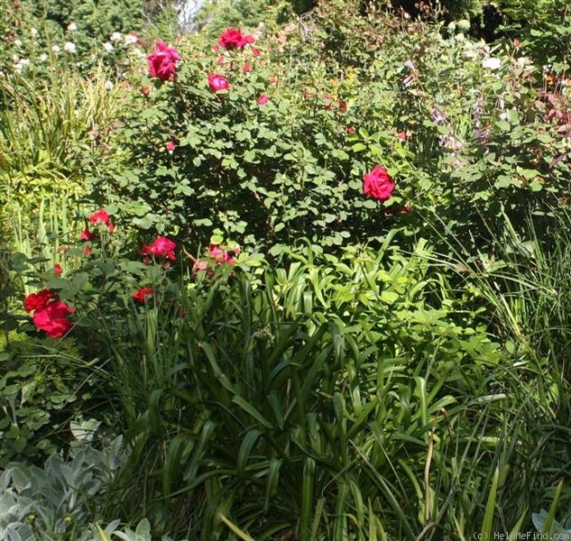'Audie Murphy' rose photo