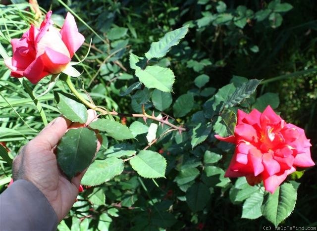 'Audie Murphy' rose photo