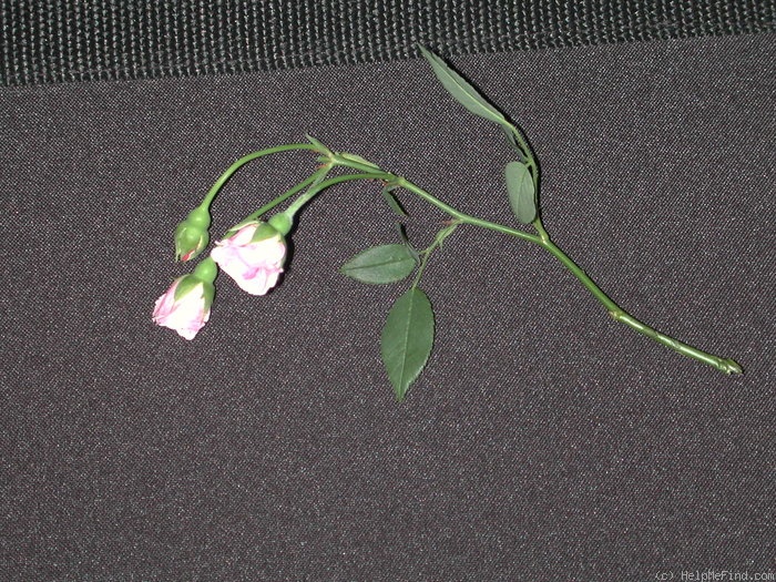 '1-72-1DLFED3' rose photo