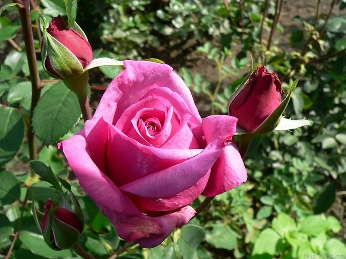 'Clair de Lune (hybrid tea, Gaujard, 1966)' rose photo