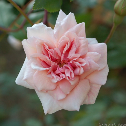'Cécile Brunner, Cl. (cl. polyantha, Hosp, 1894)' rose photo
