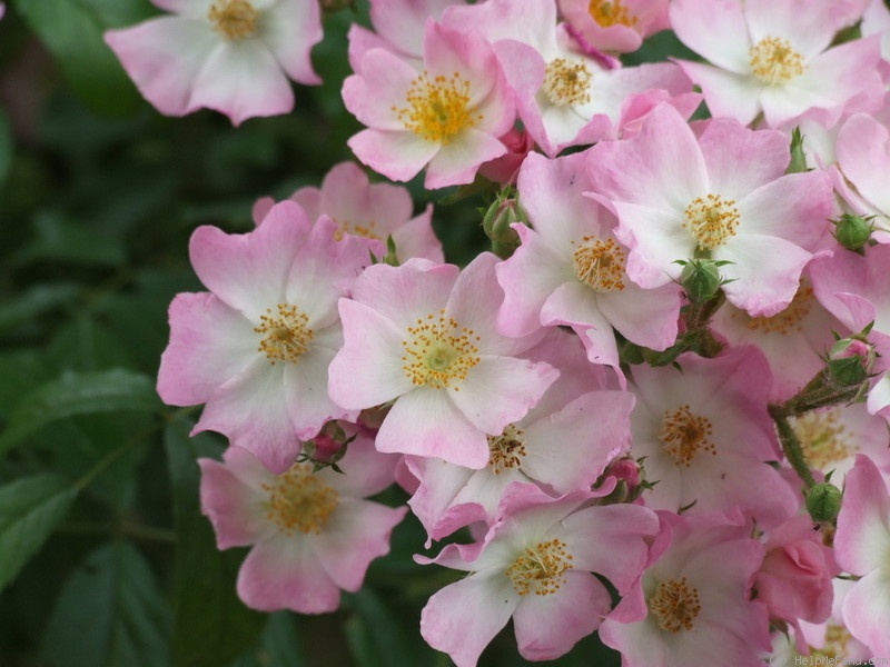 'Ballerina (hybrid musk, Bentall, 1937)' rose photo