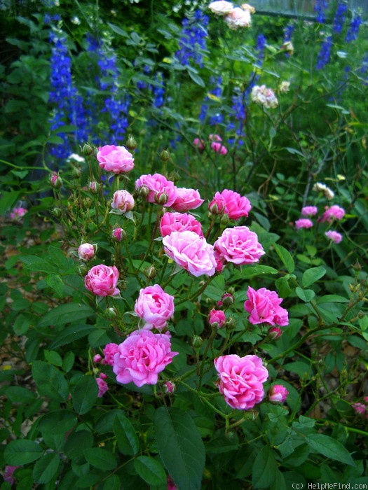 'Gabrielle Privat' rose photo