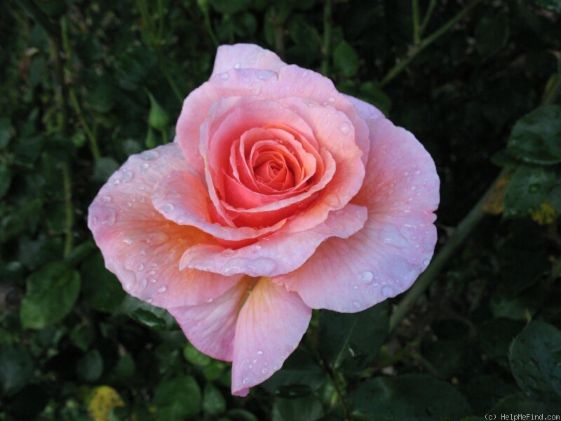 'Iced Ginger' rose photo