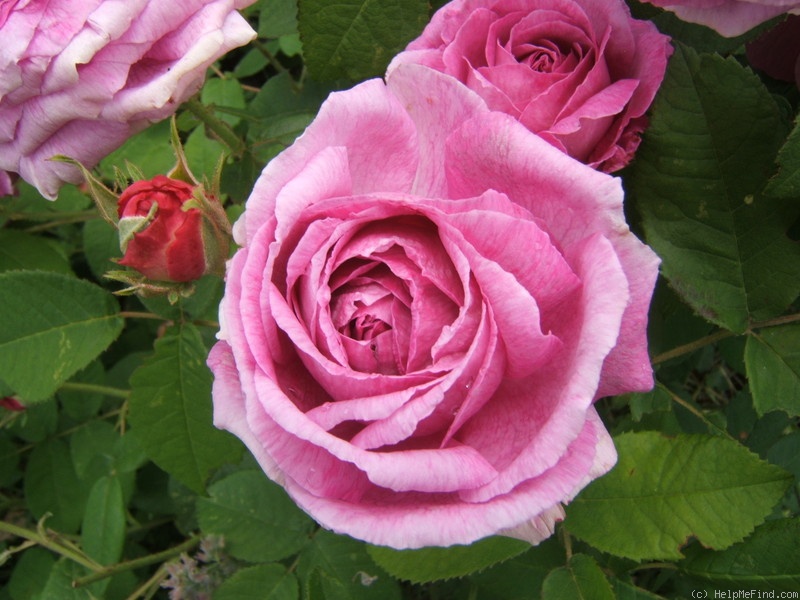 'Jenny Duval' rose photo