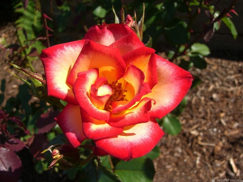 'Betty Boop ™ (Floribunda, Carruth, 1999)' rose photo
