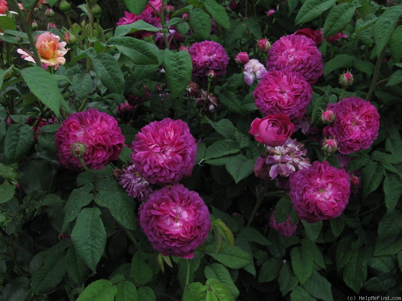 'Cardinal de Richelieu (Hybrid China, Parmentier, pre 1847)' rose photo