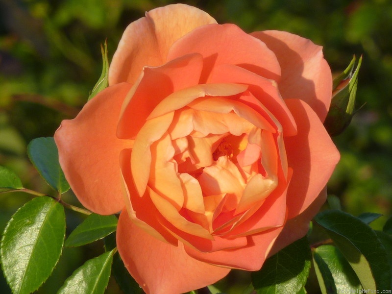 'Pat Austin ™' rose photo