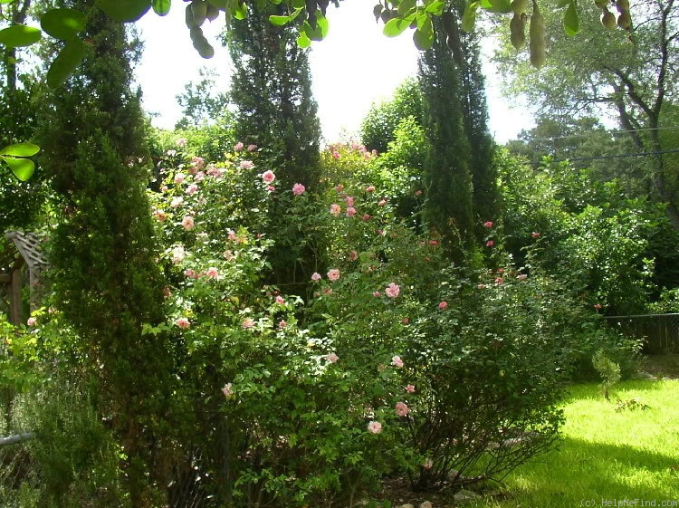 'Jean Bach-Sisley' rose photo