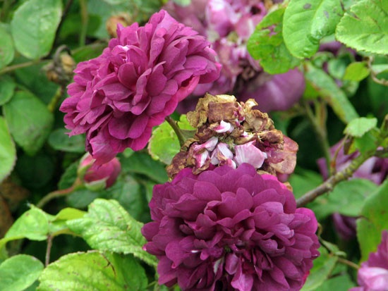 'Cardinal de Richelieu (Hybrid China, Parmentier, pre 1847)' rose photo